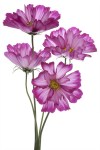 XL deursticker roze bloemen 9237280_ds